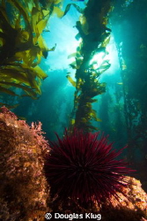 Moneymaker. A close-focus wide-angle shot of a red urchin... by Douglas Klug 